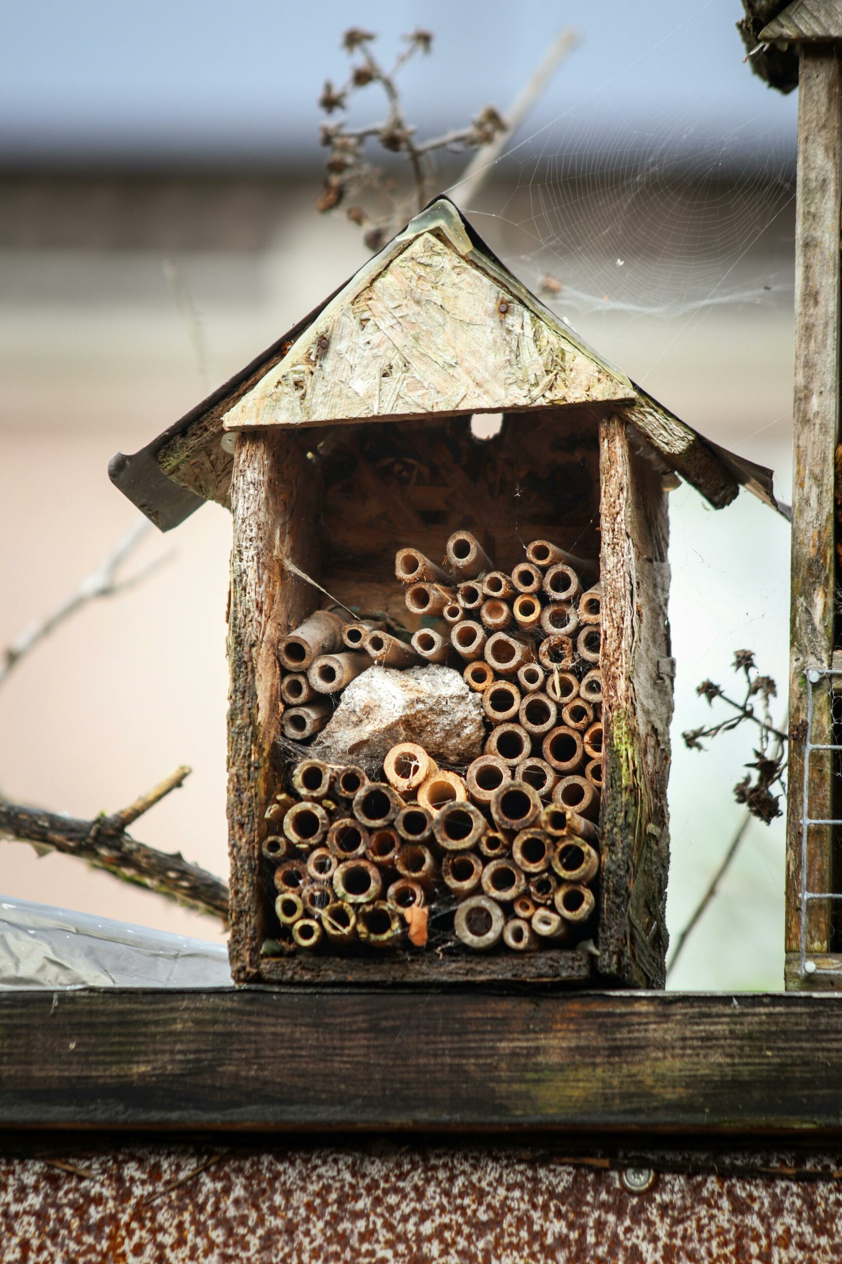 Fabriquer un hôtel à insectes : Étape par étape