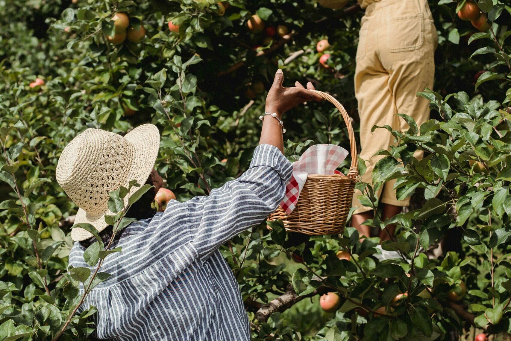Quand et comment tailler vos arbres fruitiers ?